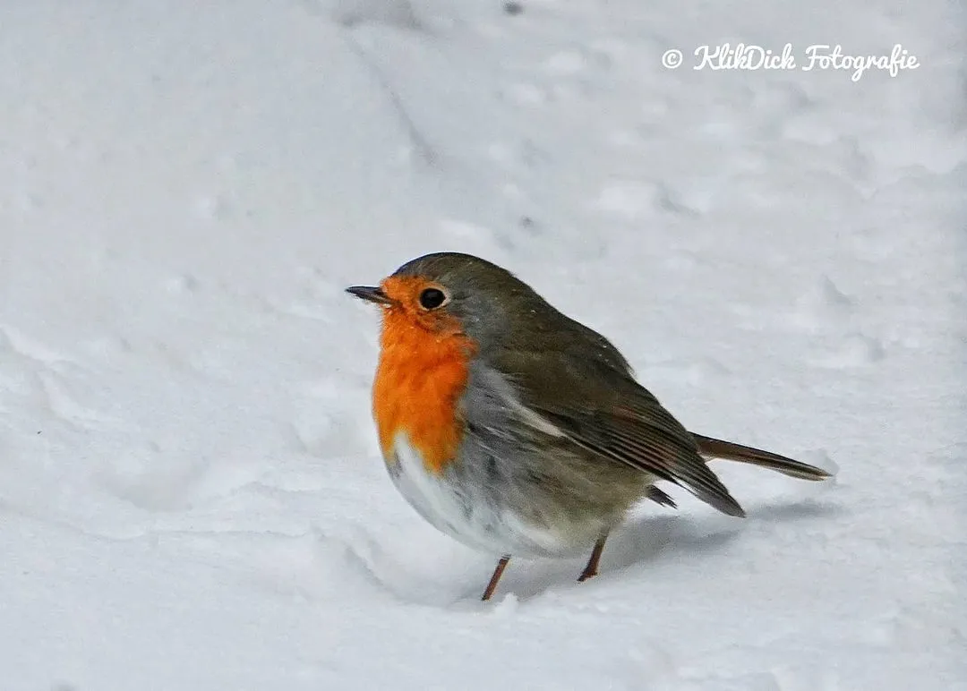 Roodborstje in de sneeuw Dick van Breda