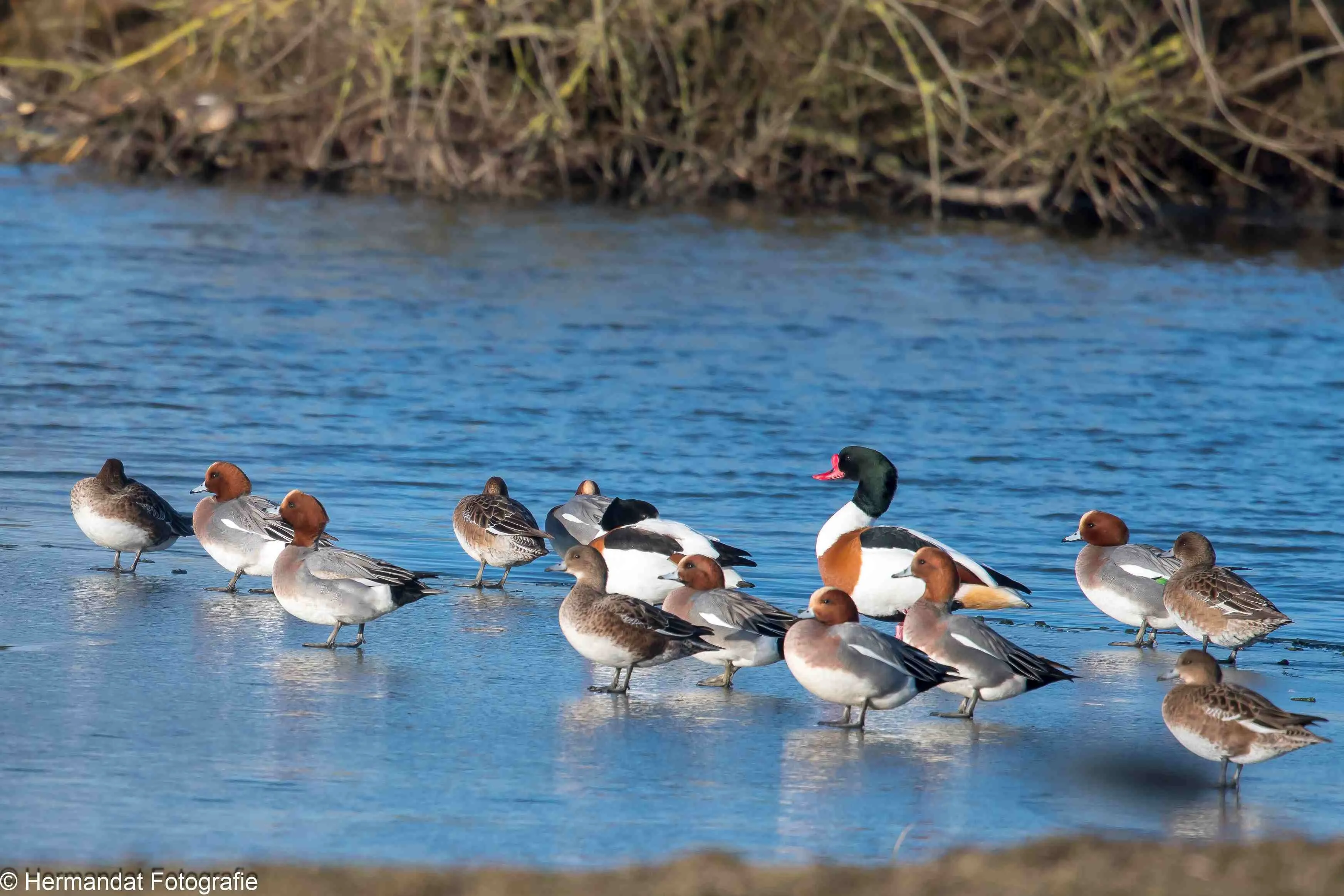 Smienten.Herman Hendriks.-8433