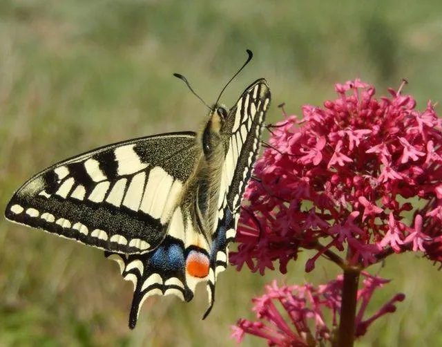 Infoavond vlinders tellen Gemeente Lingewaard