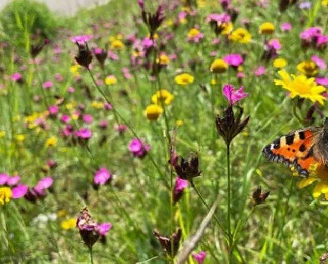 Kruidenrijk grasland Gemeente Lingewaard