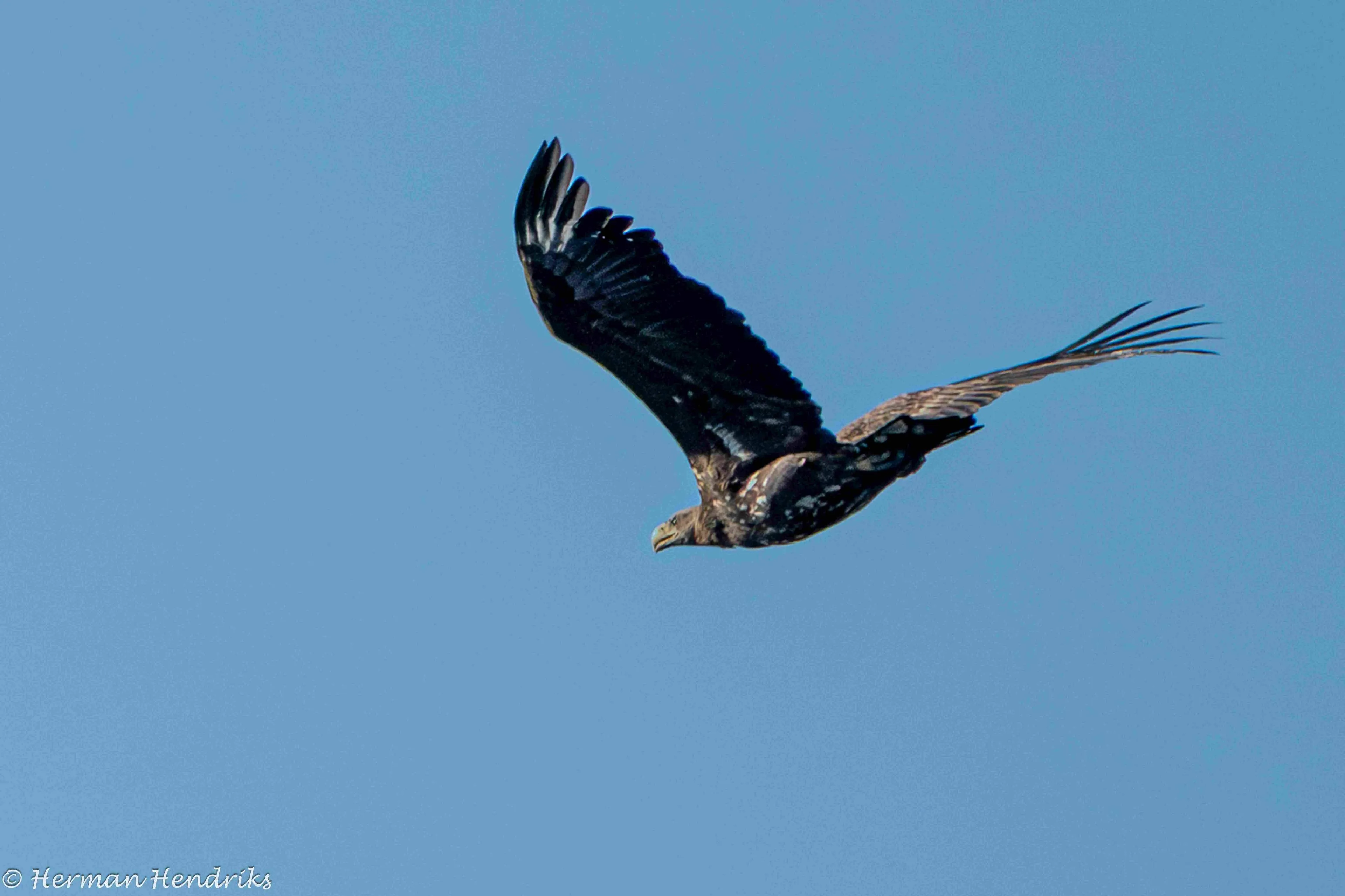 Zeearend.Herman Hendriks.-5301