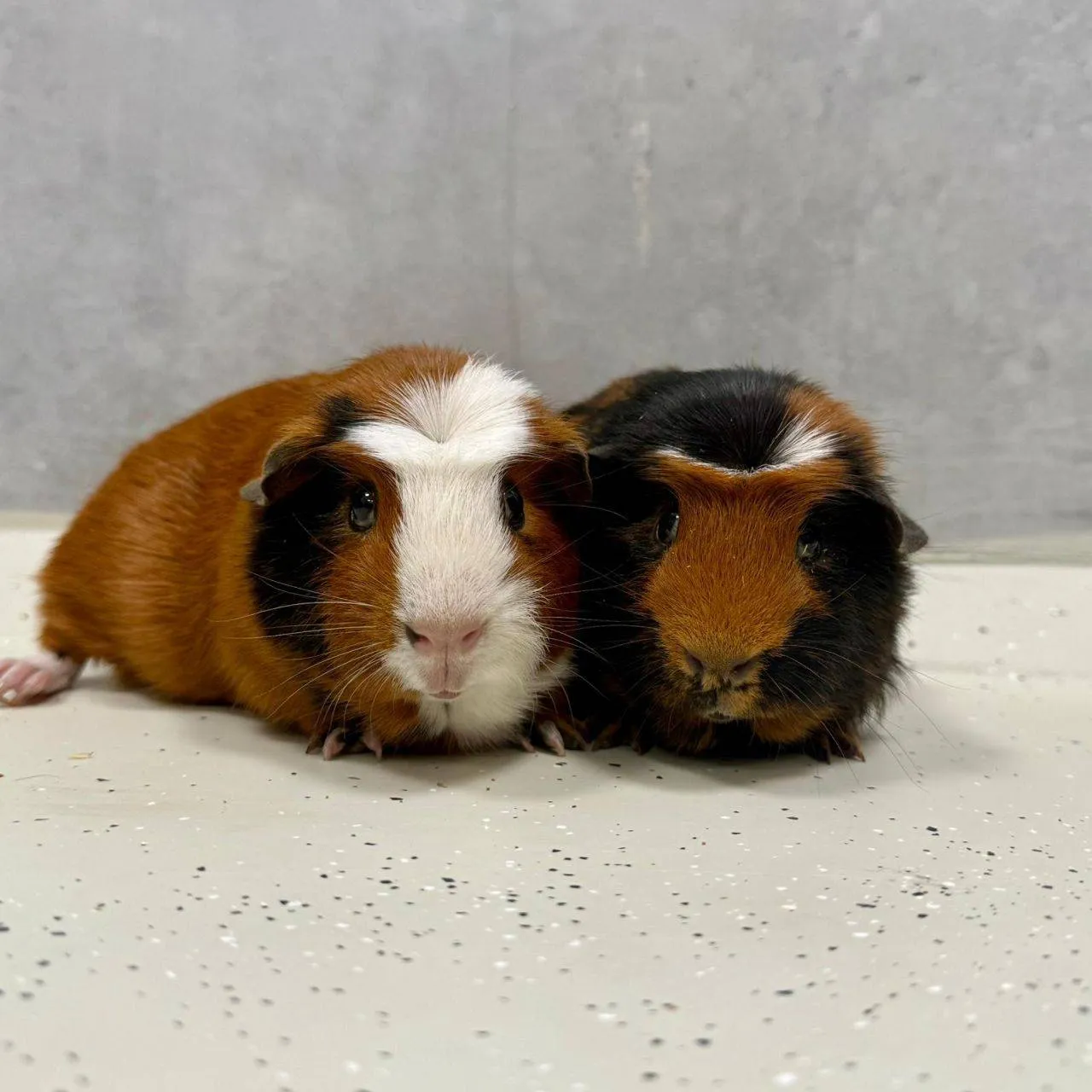 Ewout-0378-Kees-0377