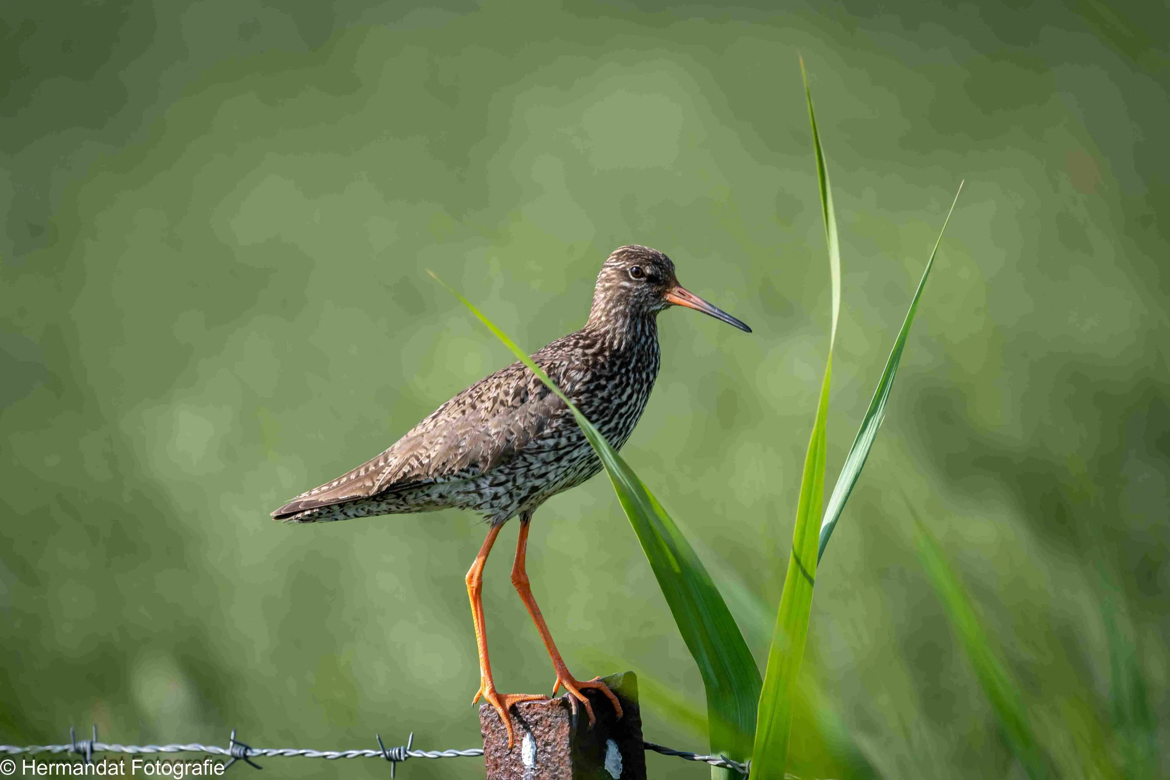 Tureluur.Herman Hendriks-0039