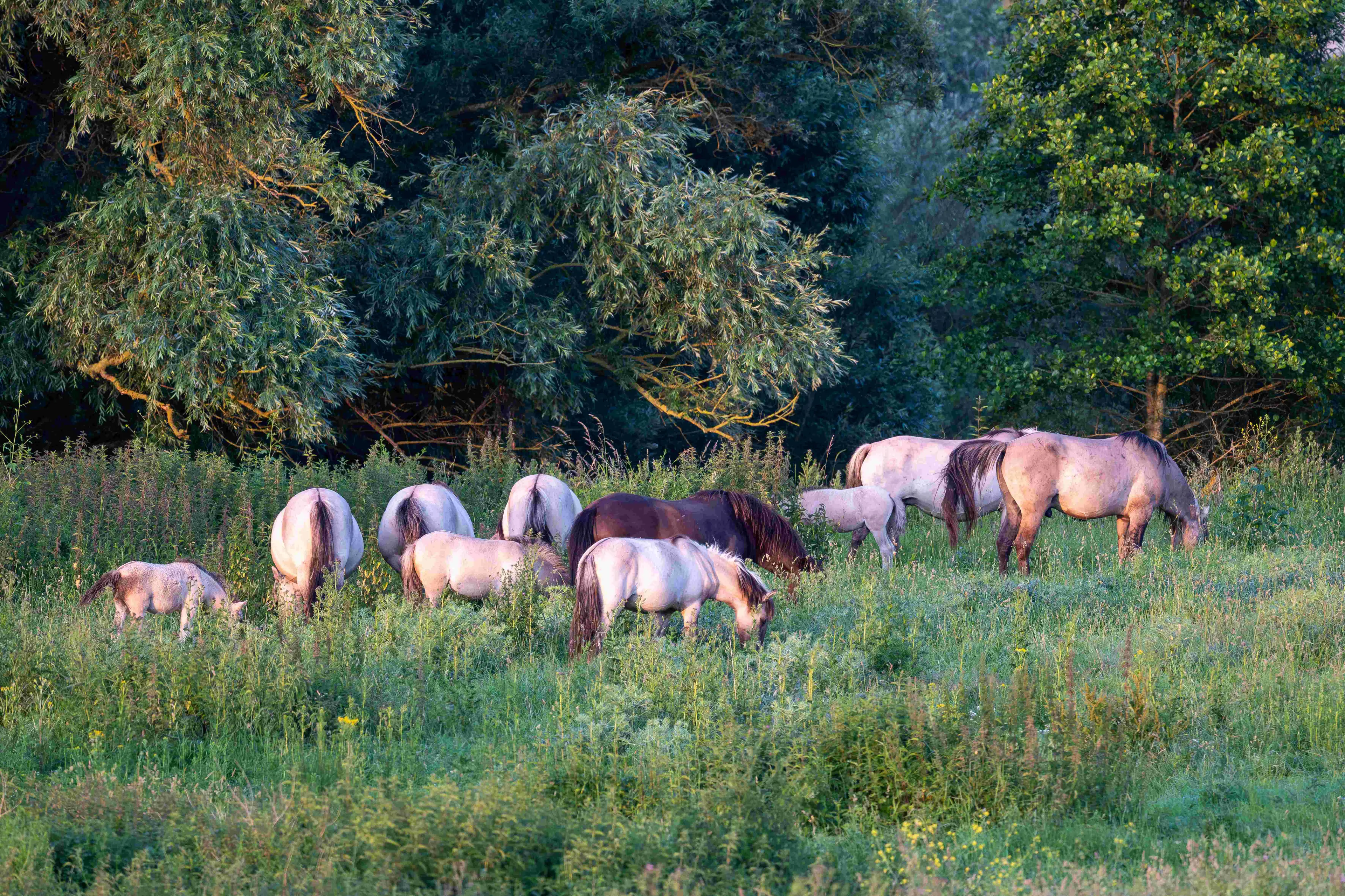 Konik paarden.Herman Hendriks.(1)