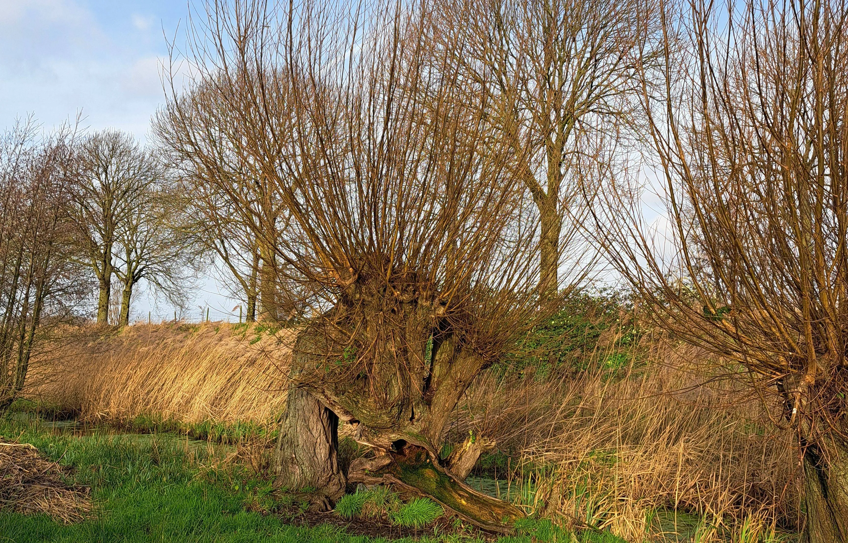 Natuurgebied De Langstraat