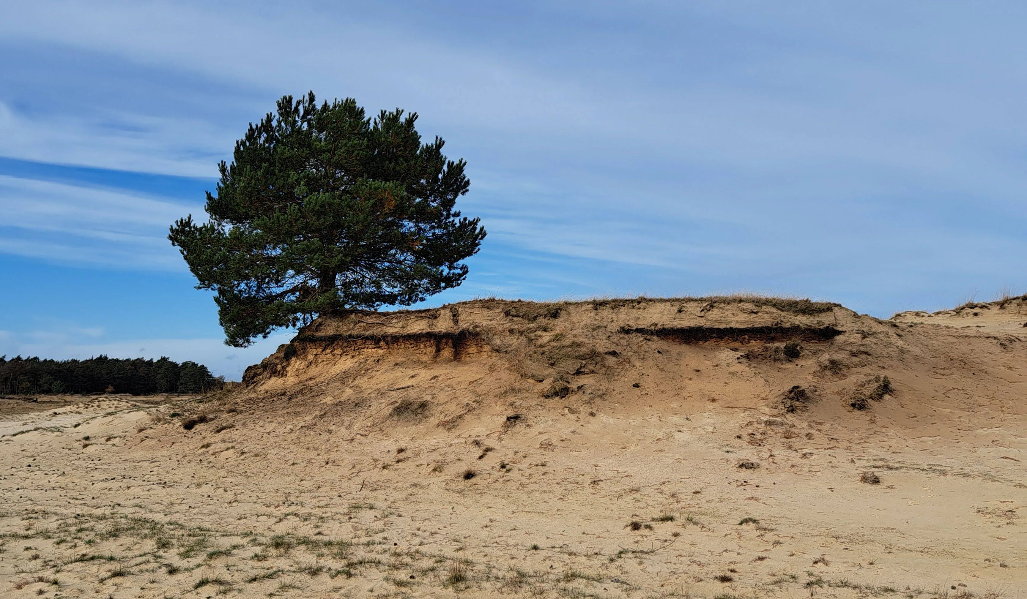 Duin nabij Bosch en Duin