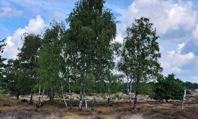 duinen