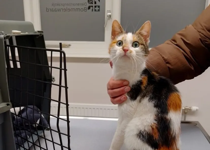 Herken jij deze lapjespoes? Poes gevonden in Heerewaarden