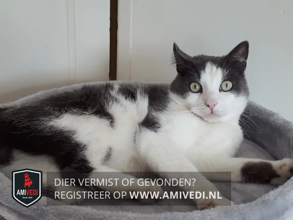Kater Sami vermist in Velddriel