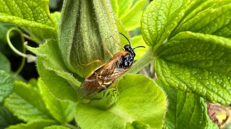 Meer dan 1750 wespennesten behouden door natuurvriendelijke aanpak