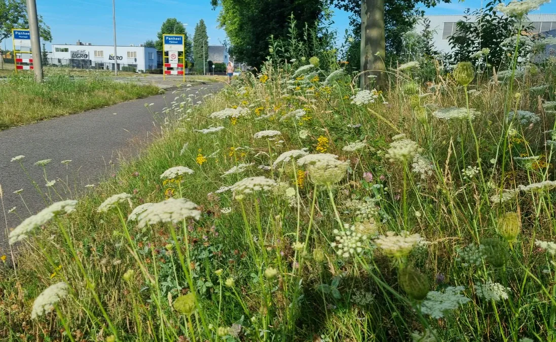 berm stadsmakerbij 296376348 424896969677682 2409842581577750358 n