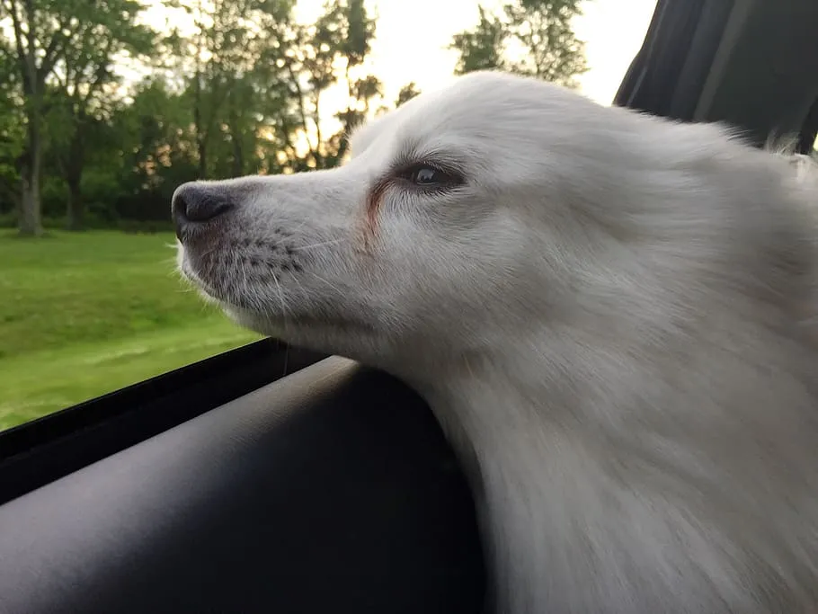 dog american eskimo pet animal