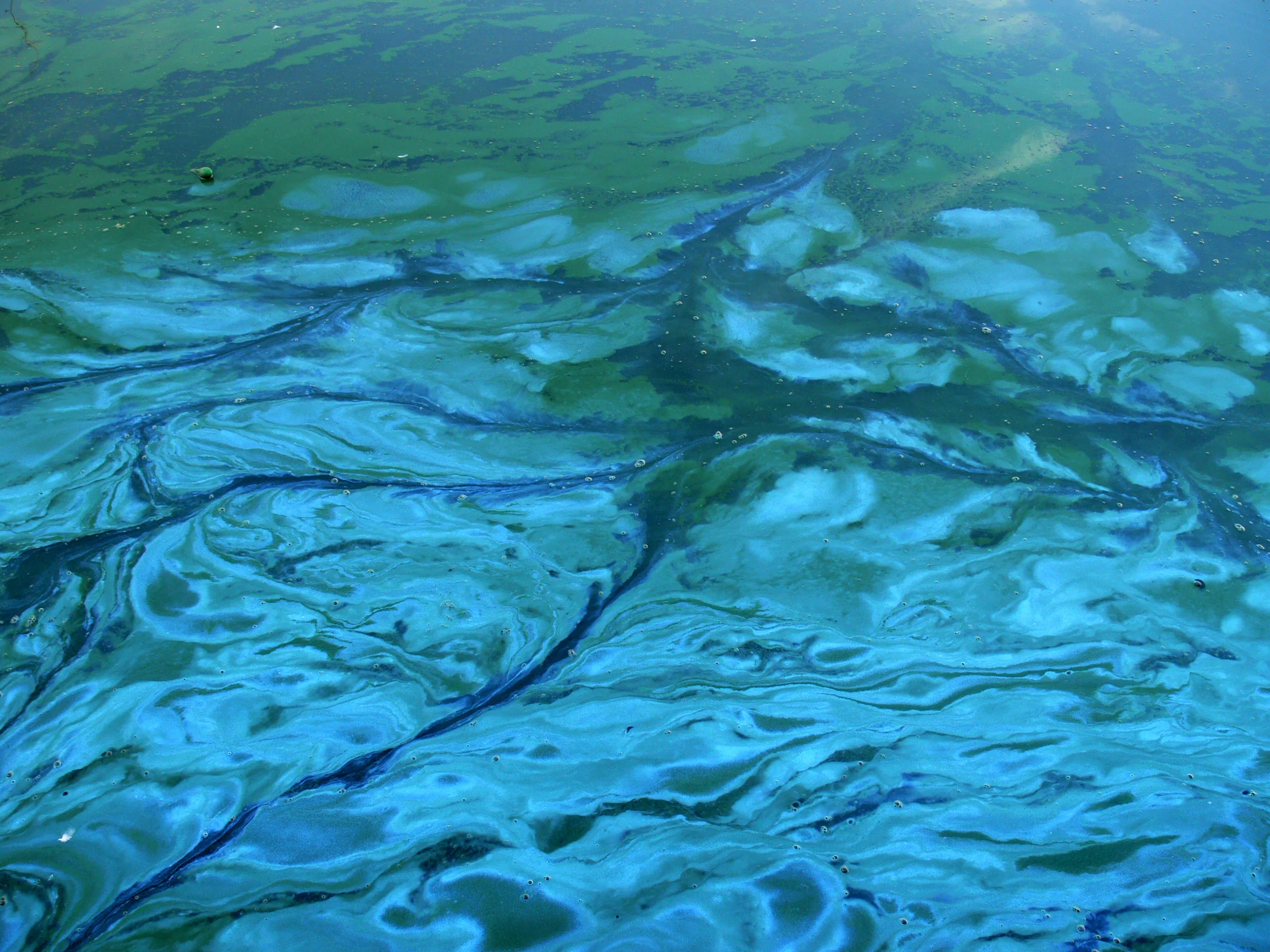 efflorescence verte 4 cyanobacteria