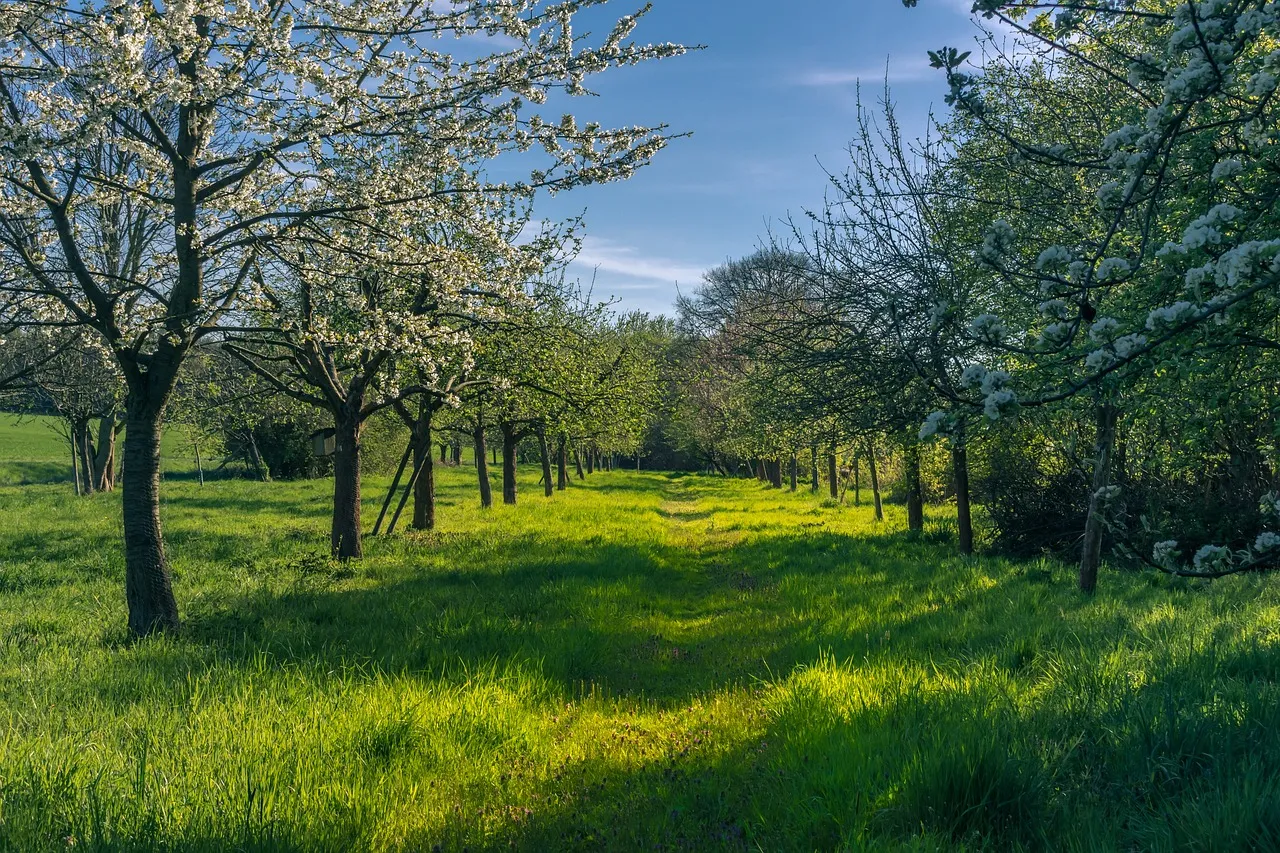 fruitbomen lente lichtsammler pb