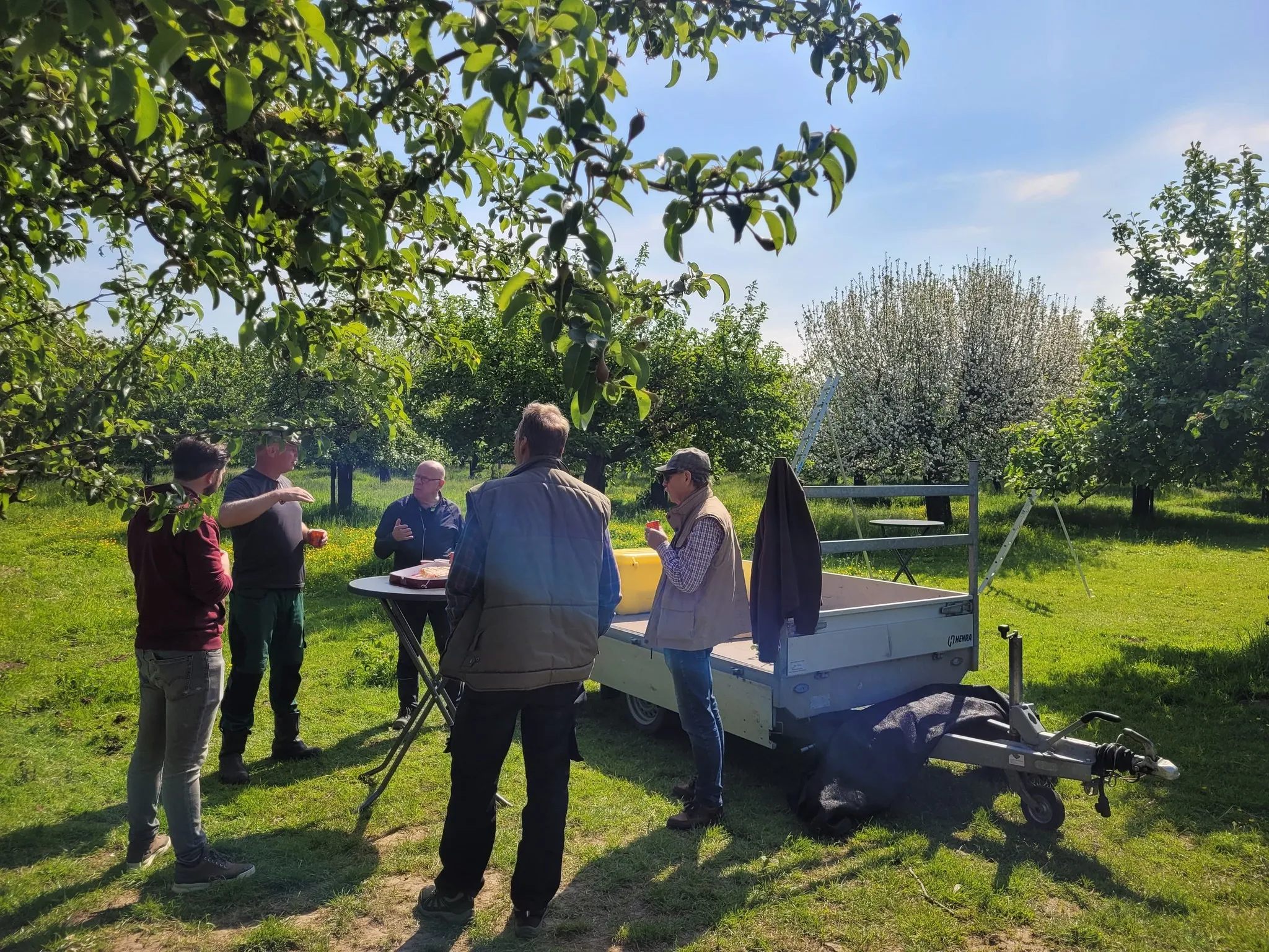 fruitbomen snoeien meerskamp stevensweert