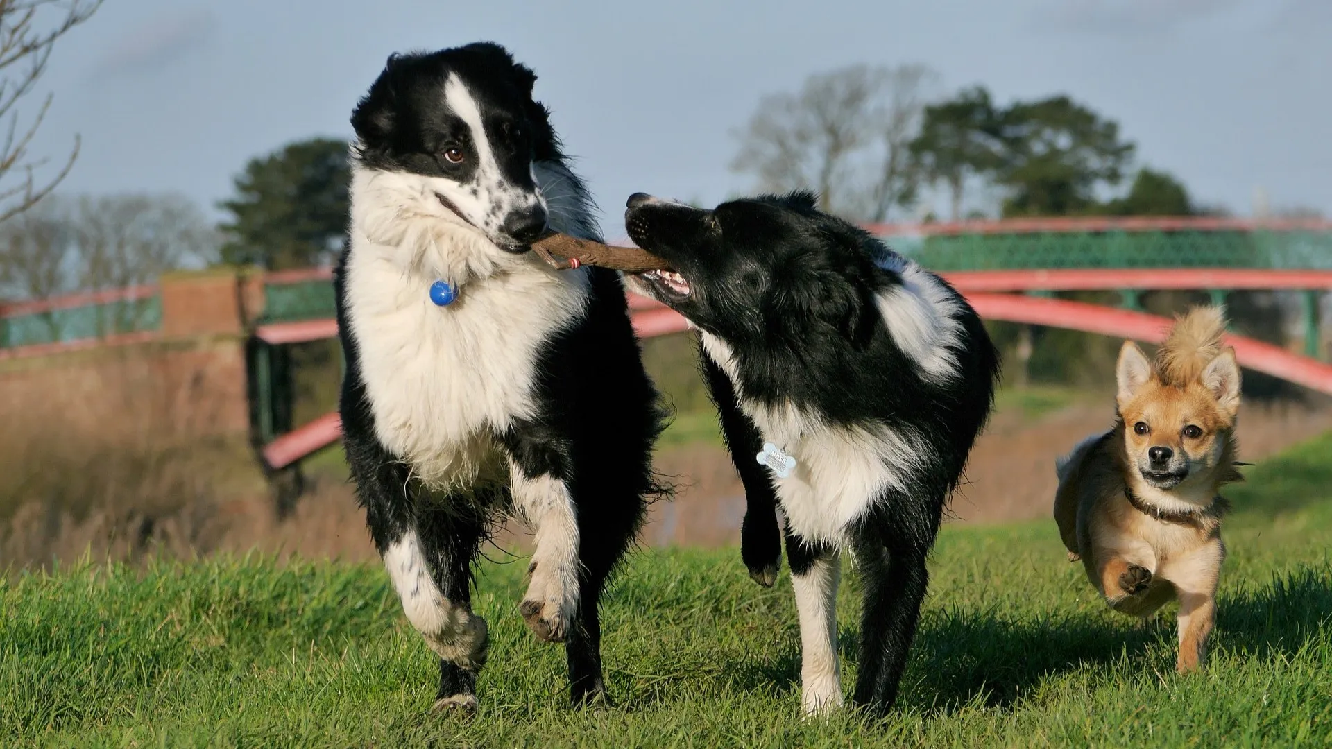 Hondenspeelplek: Help mee zoeken en ontwerpen