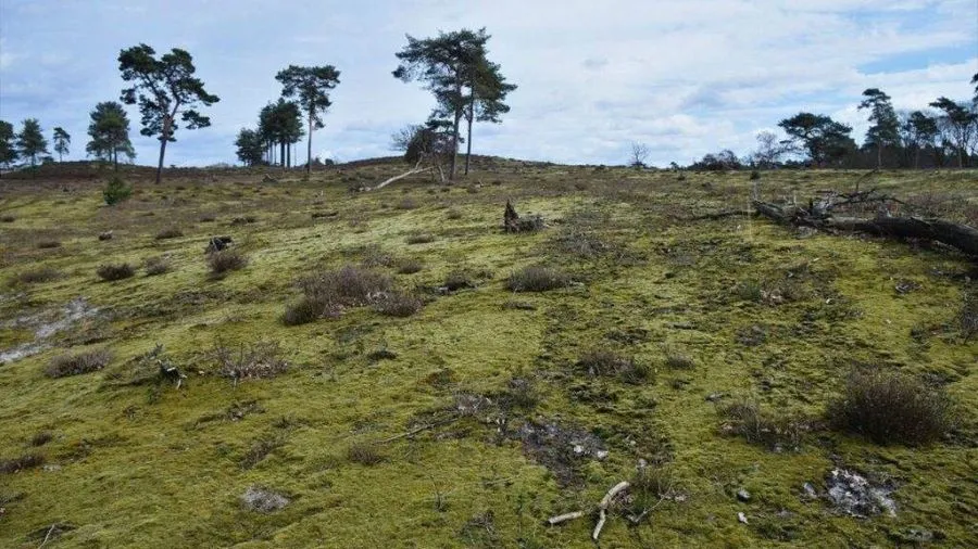 ivn roermond stikstof en biodiversiteit 1