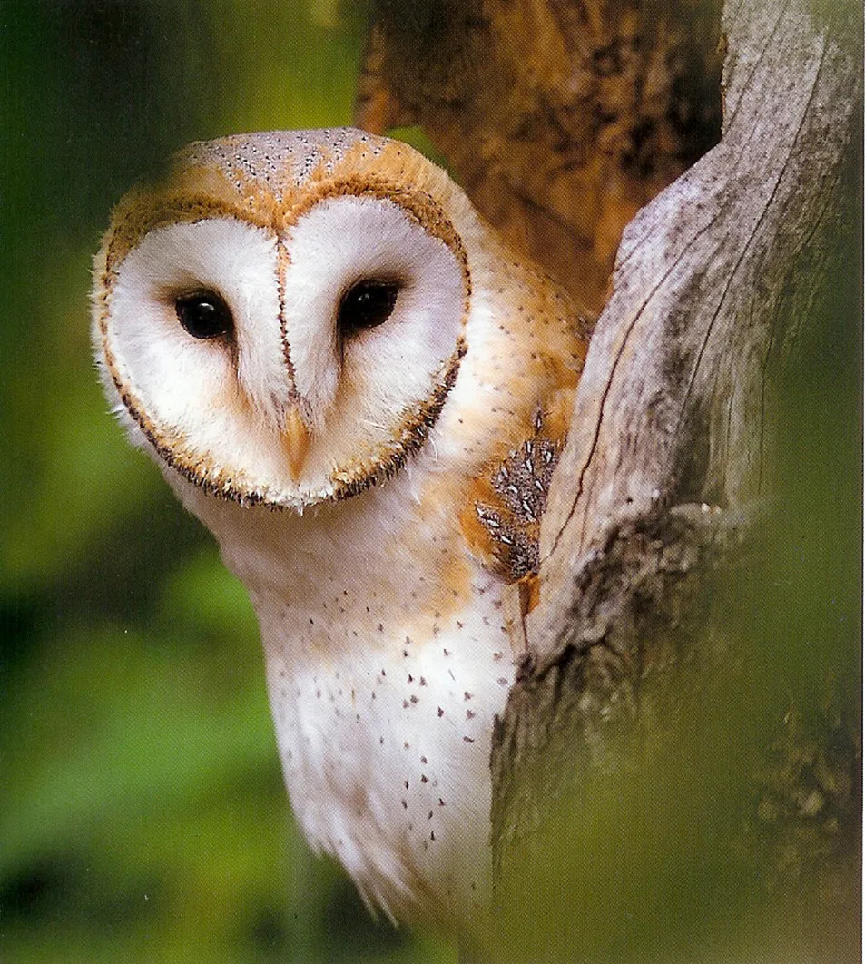 kerkuil vogelbescherming nederland5980 1