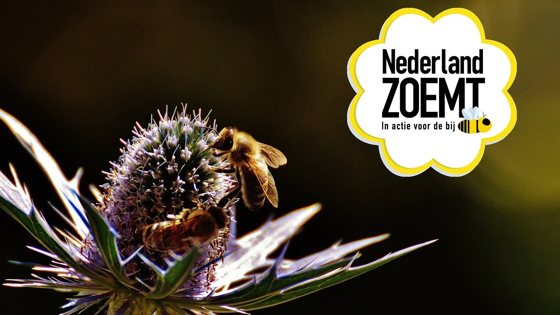 Nationale Bijentelling 2024: ruim 41.000 bestuivers geteld