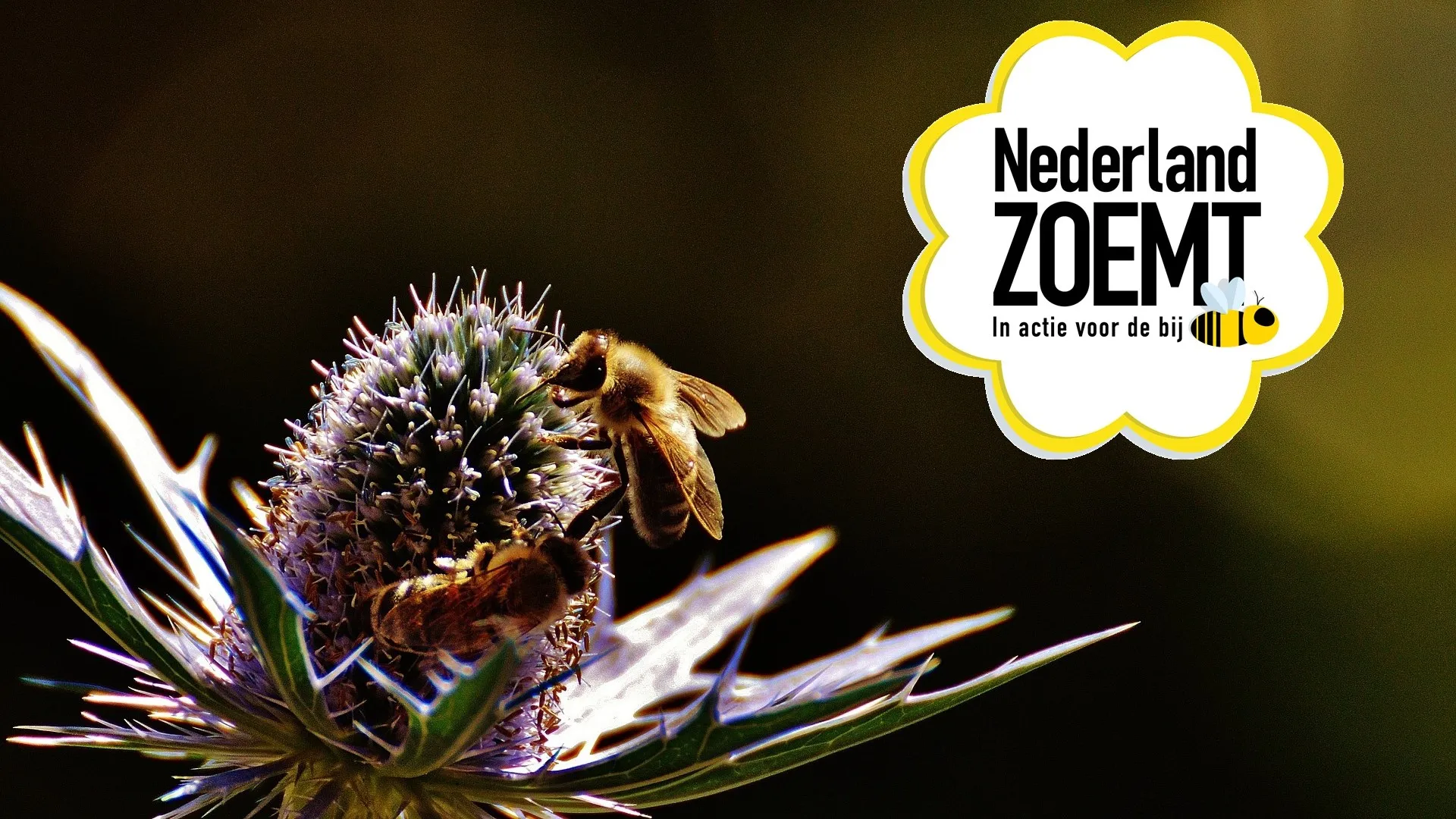 Nederland Zoemt: kom in actie voor de bij