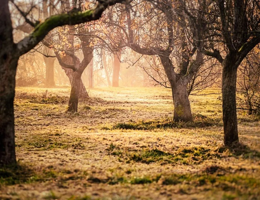 Inwoners dragen bij aan aanplantingsregeling landschapselementen in gemeente Maasgouw