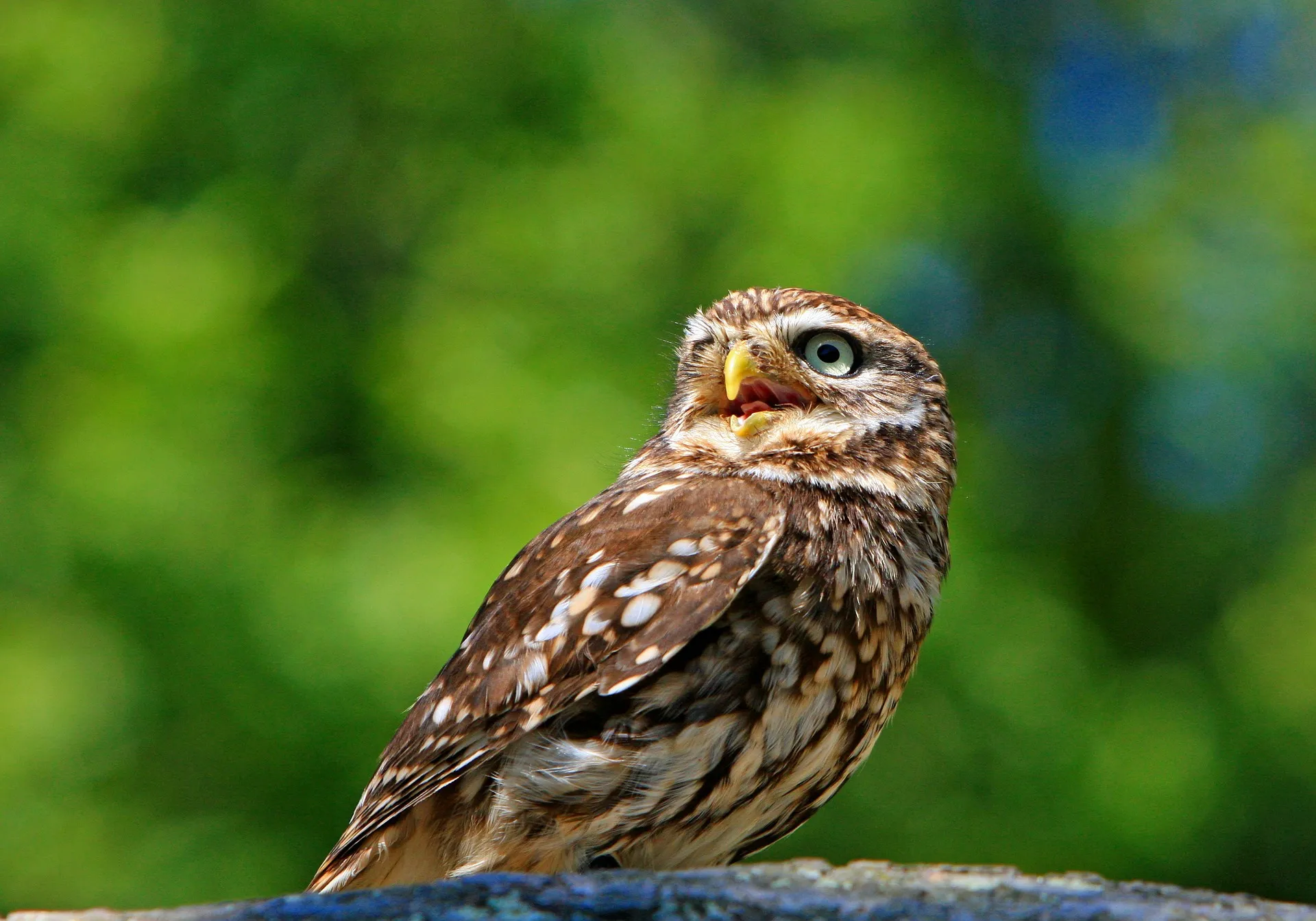 owl 275940 1920