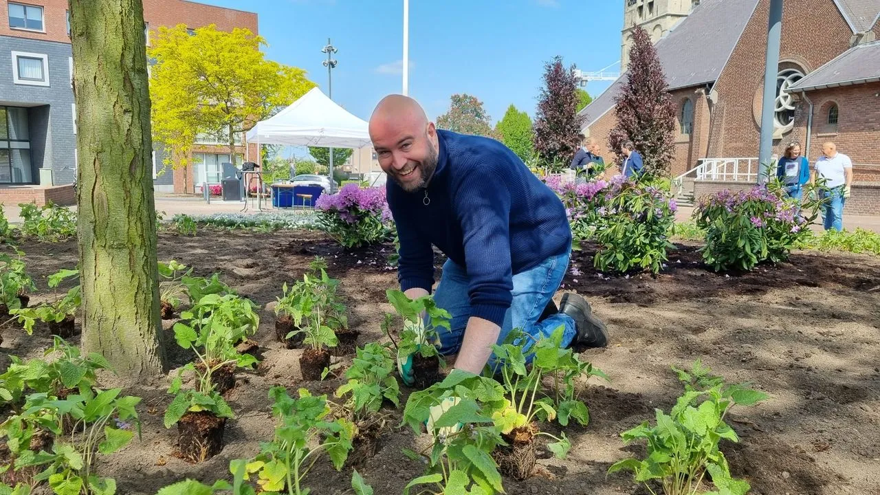 sjors blomen plant anjers op kerkplein maasbracht