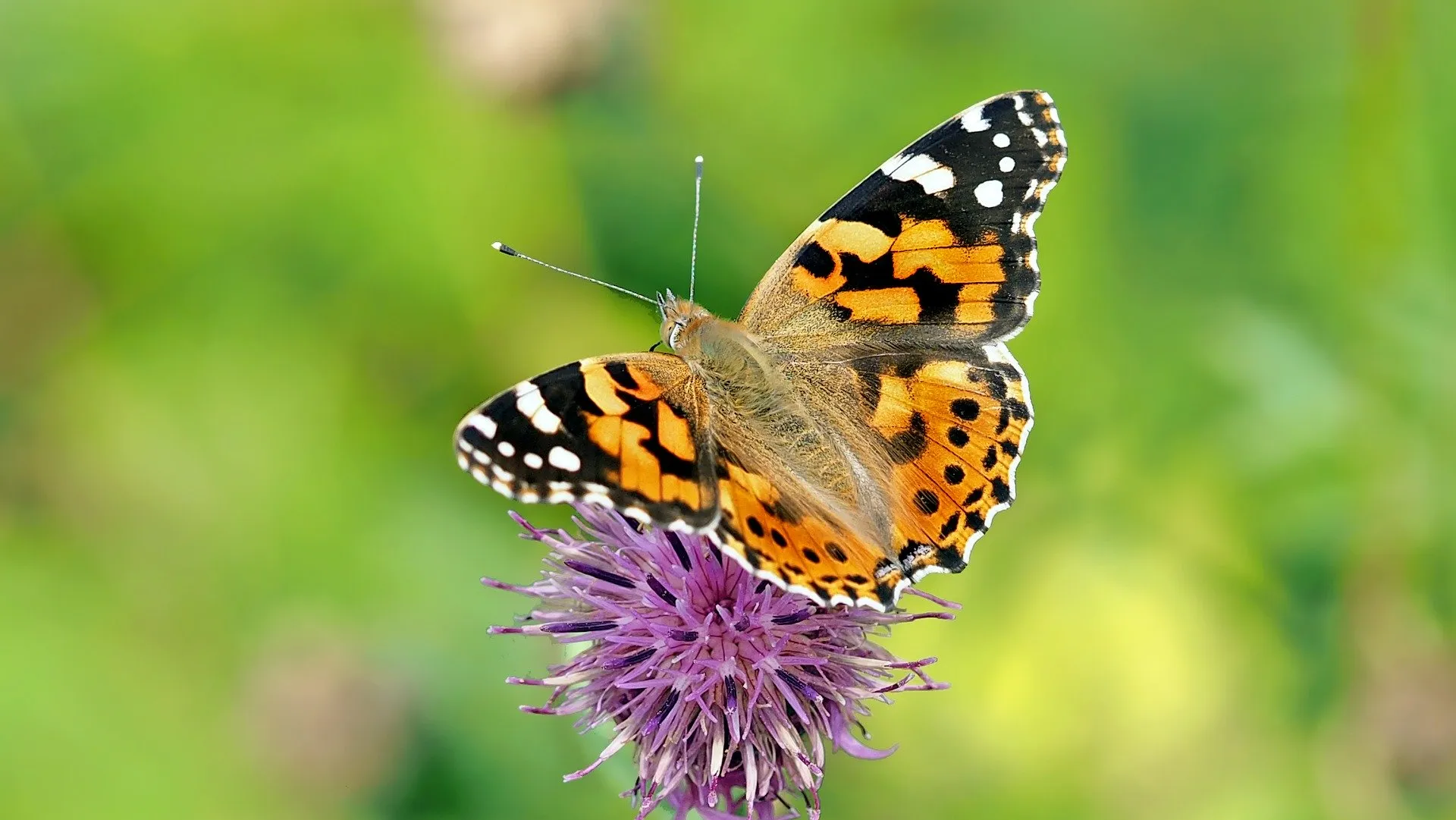 vanessa cardui 1568926 1920