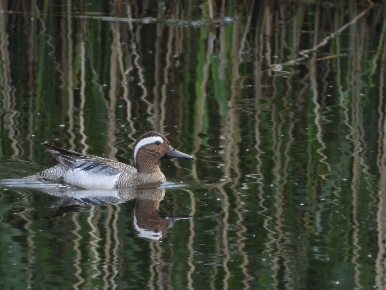 watervogel ivn weert eo