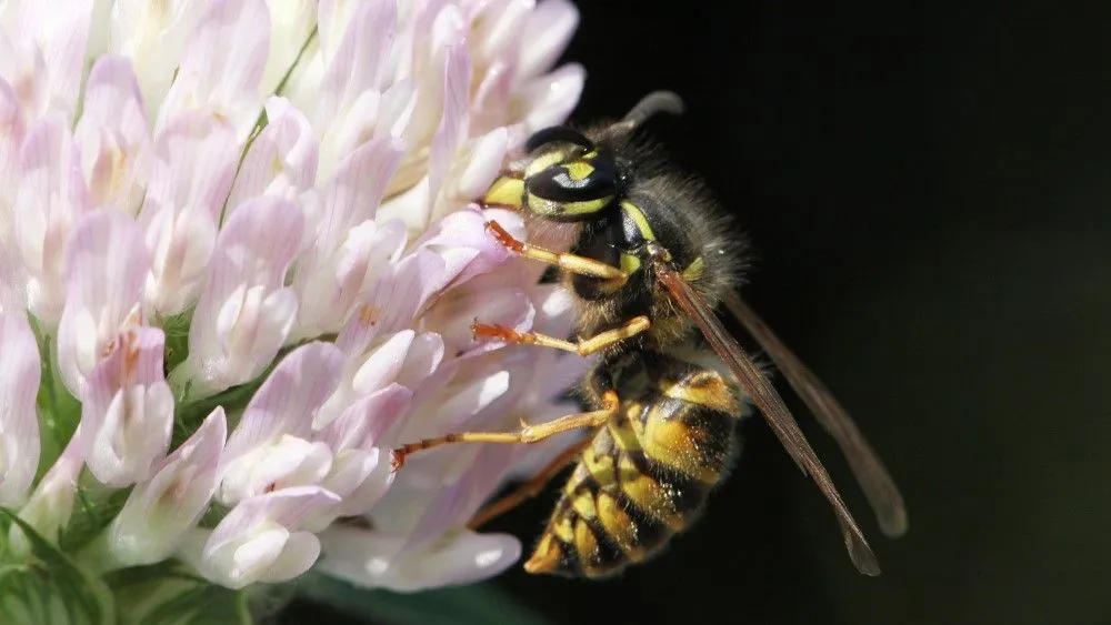 gewone wesp op bloem