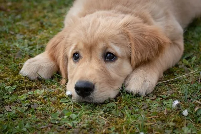 dog 4372036 640