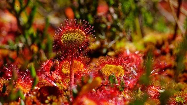 IVN Roermond e.o.: de fascinerende wereld van "Slimme planten"