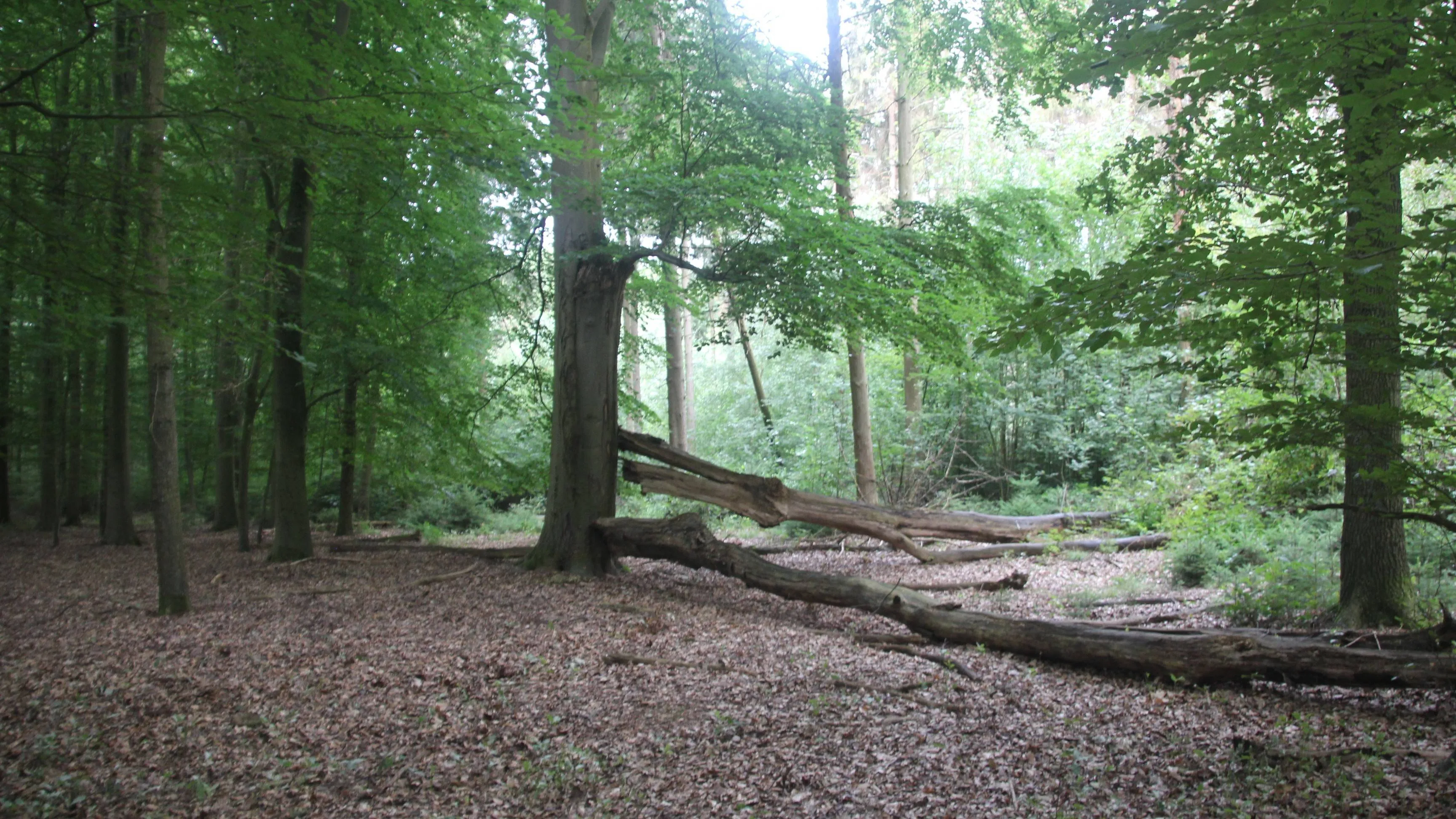 20250427 linnerheide ivn 1