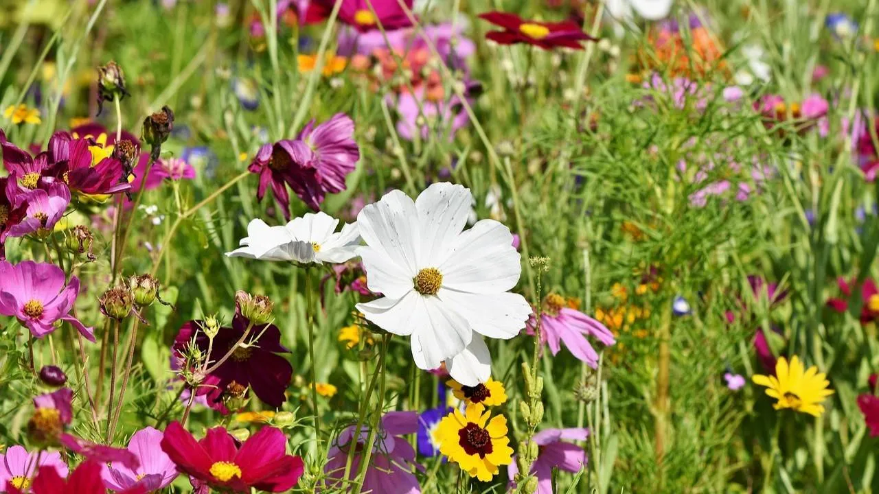 tuin flower meadow 3598562 1280 1