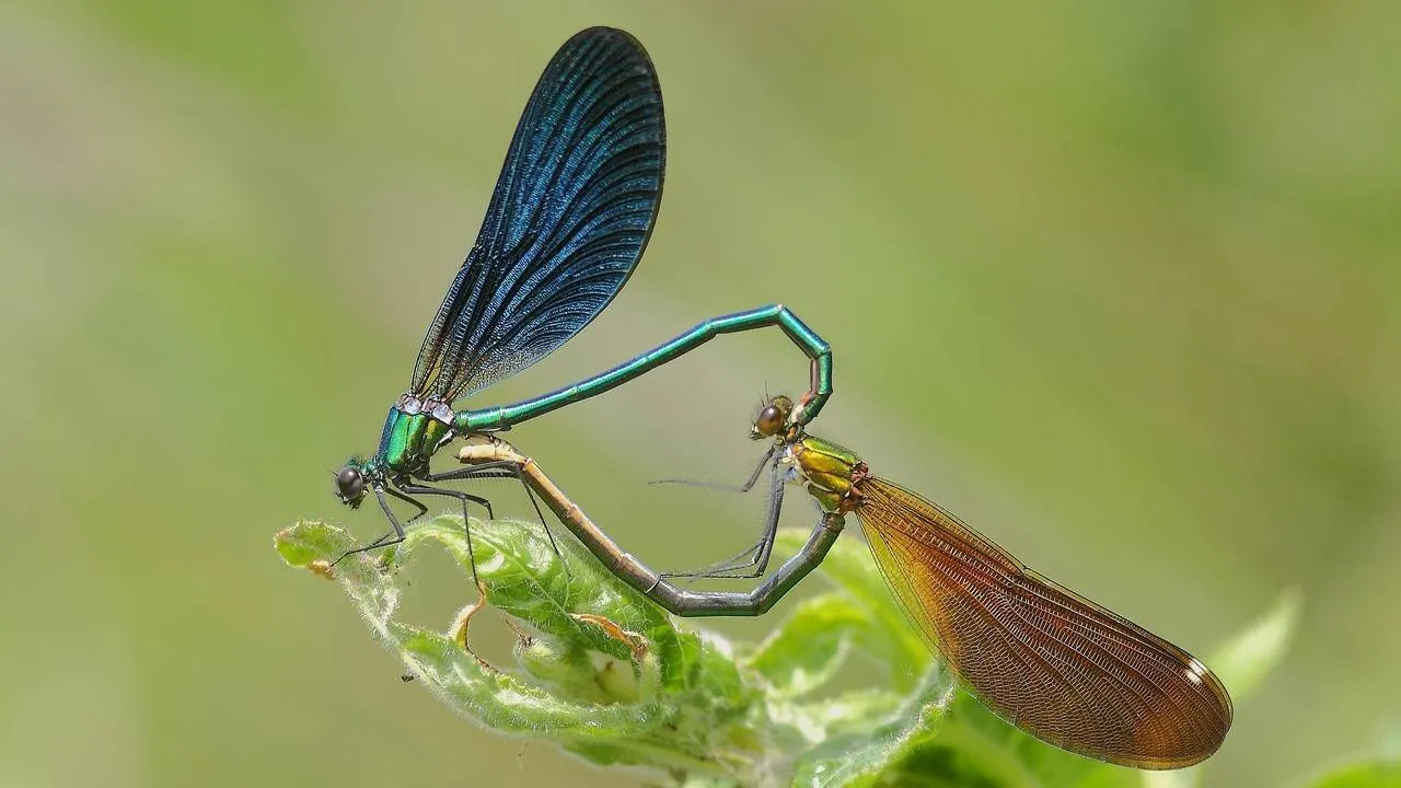 dragonflies 1832467 1280 px 1