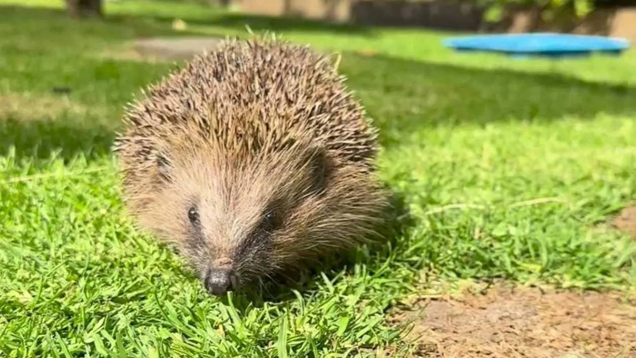 Miljoenen Nederlanders hebben nog nooit een egel in de tuin gezien
