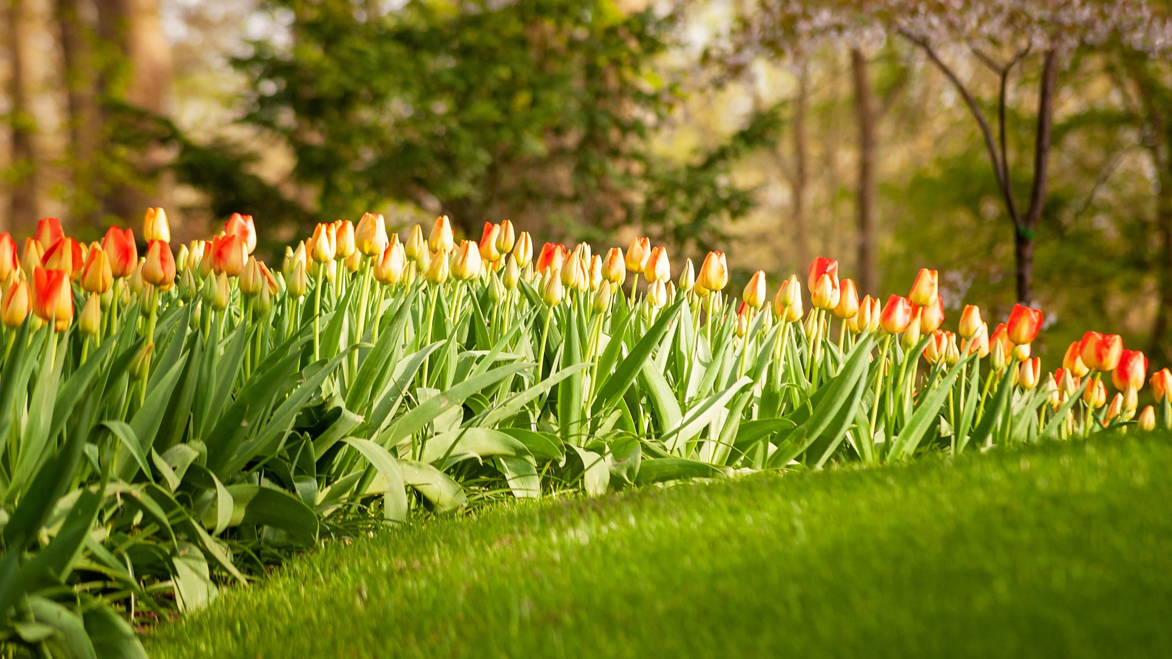 Maai het gazon niet: hoe je je gras het beste kunt beschermen tijdens een hittegolf