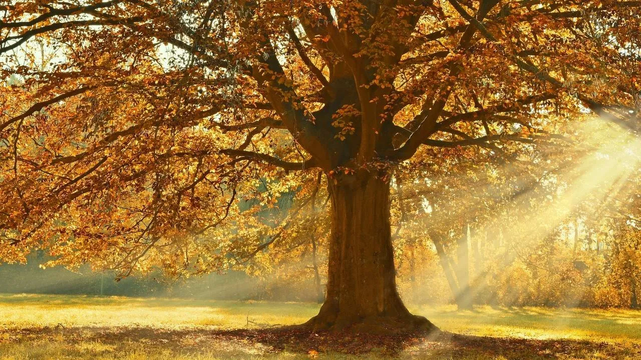 Expert deelt tips om de tuin te beschermen en voor te bereiden op de seizoenswisseling