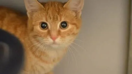 Dierenbescherming - oud en nieuw 18233715136169608949-FB-1