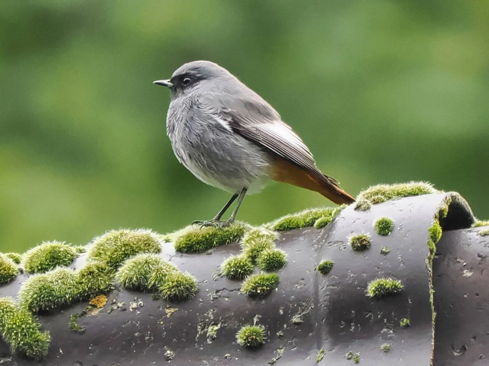 Excursie: "Broedvogels op De Meinweg"