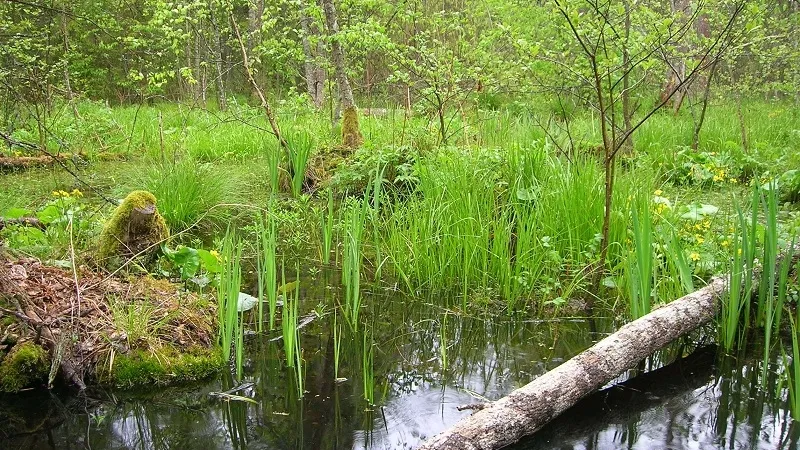 natte natuurparel wijboschbroek