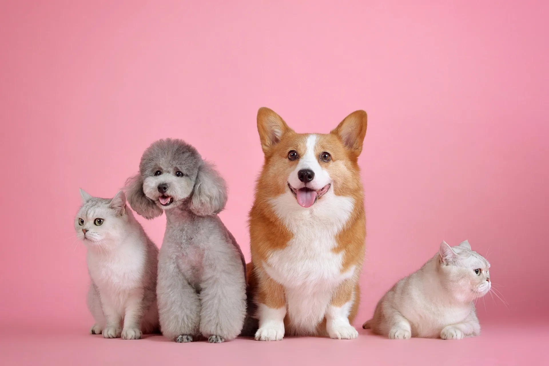 pets g6eb9715a6 1920