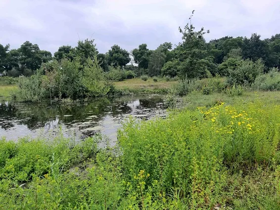 stadsweide 2024 1kopie