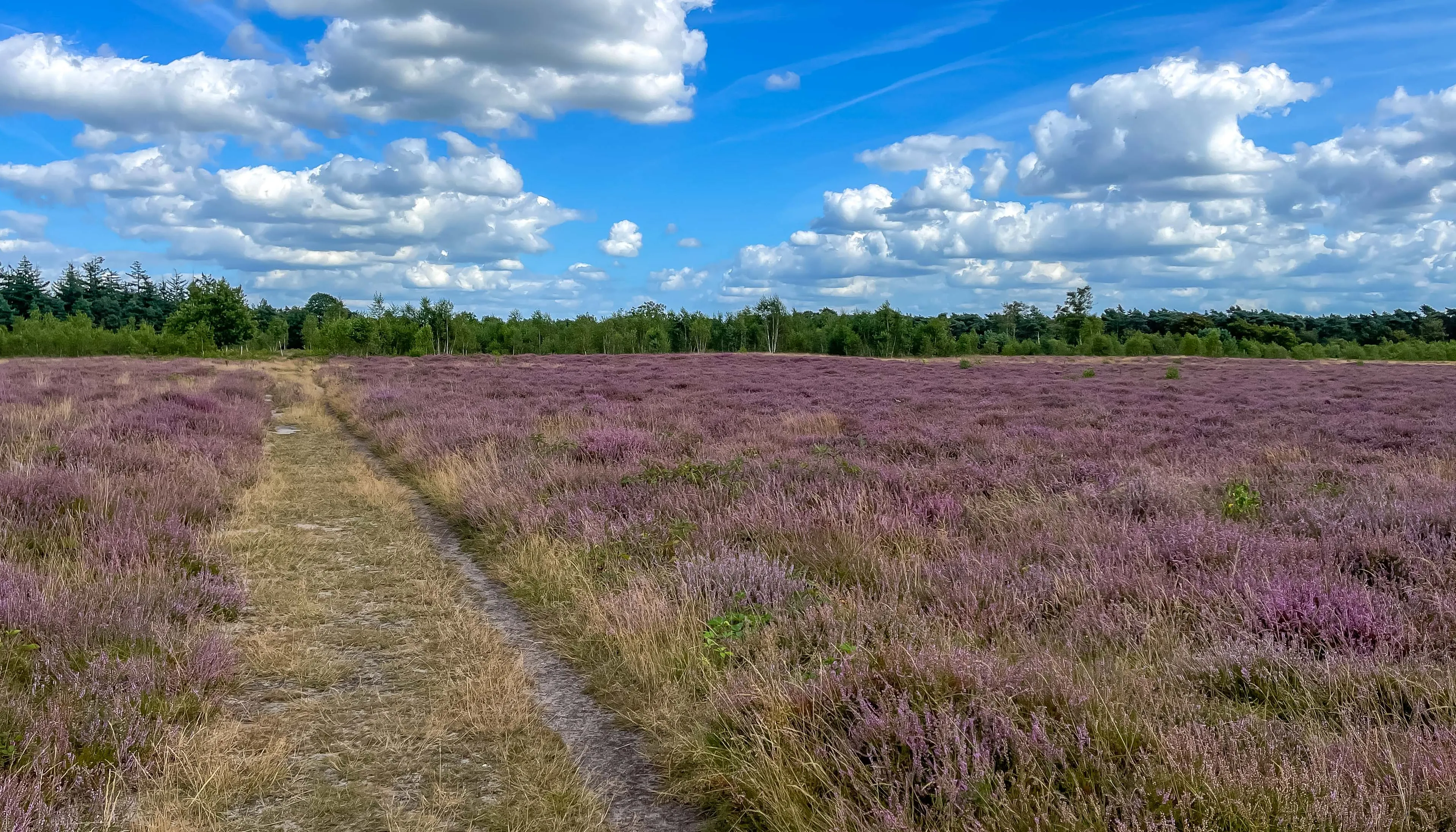 01 bloeiende heide kanonsberg foto peter noy