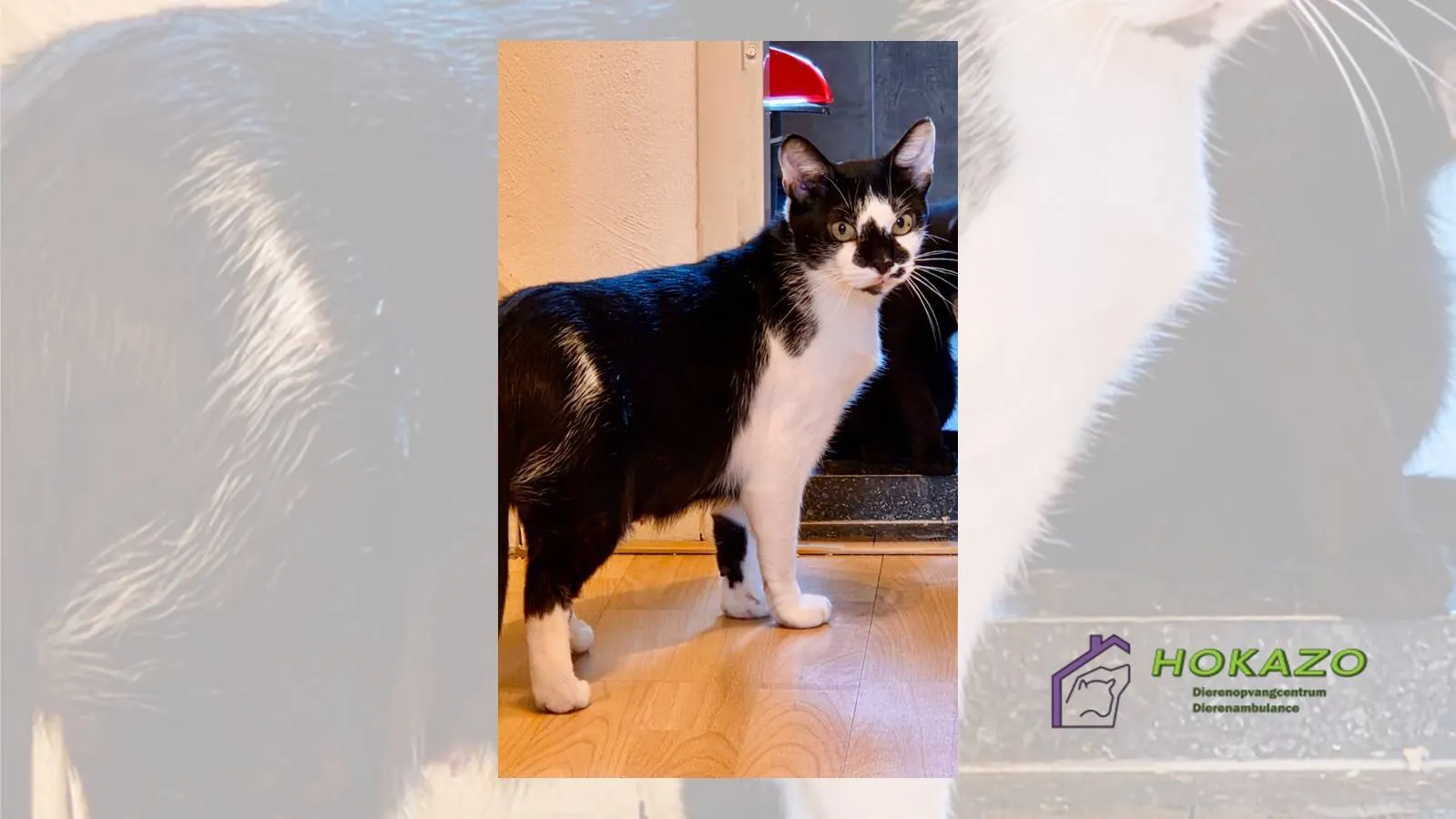 09-12-2025 Asieldier van de Week - Dini