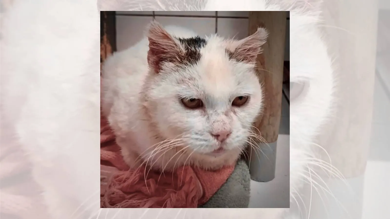 Asieldier van de Week Babs