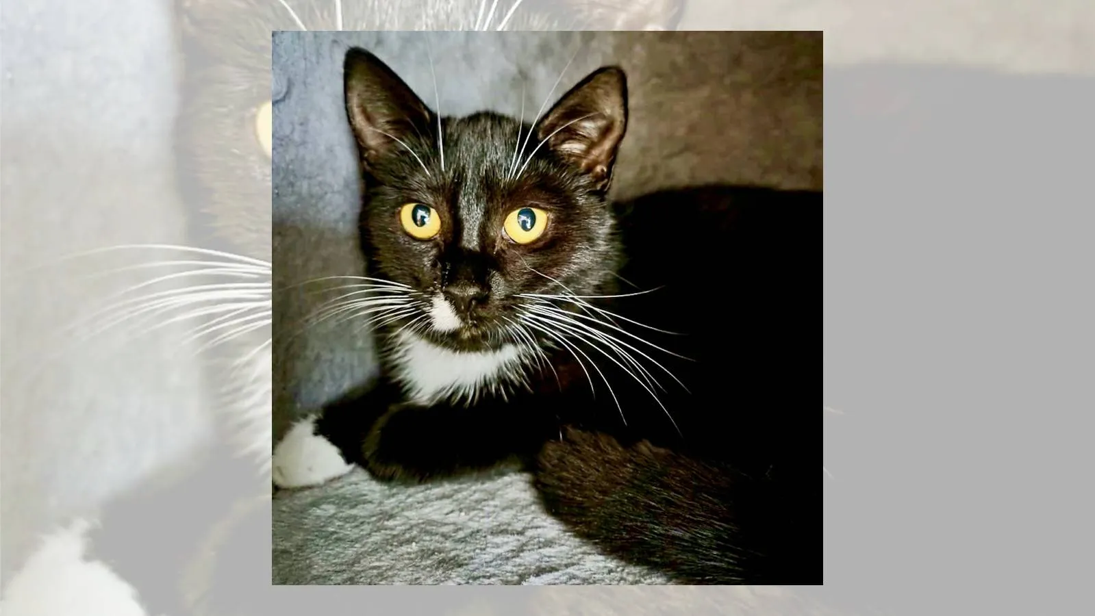 27-01-2026 Asieldier van de Week - Sophie