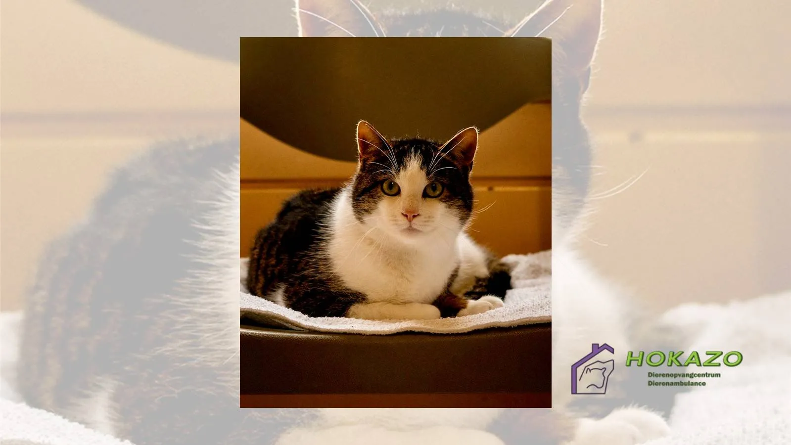 02-03-2026 Asieldier van de Week - Harvey