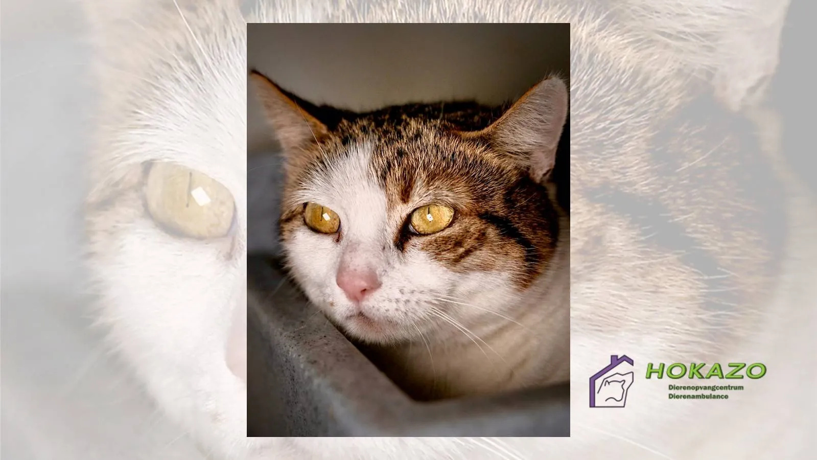 17-03-2026 Asieldier van de Week - Star