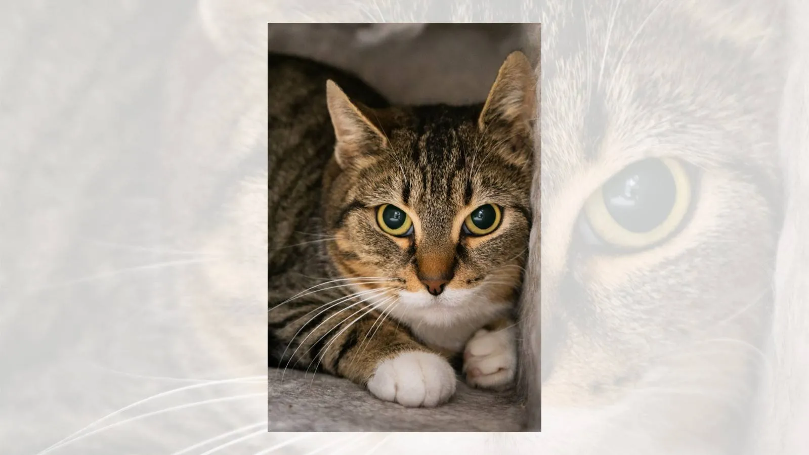 27-04-2026 Asieldier van de Week